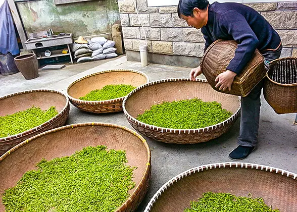 Tea Farmer Airing Tea Leaves